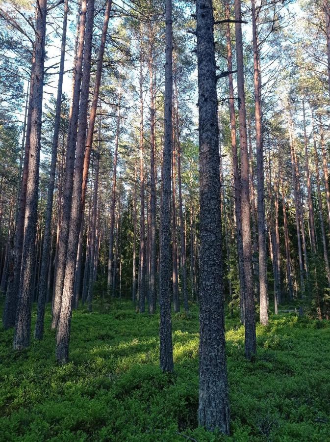 Toomarahva Farmstay Altja Exteriér fotografie