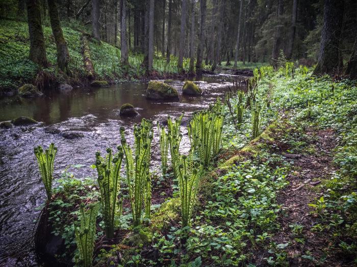 Toomarahva Farmstay Altja Exteriér fotografie